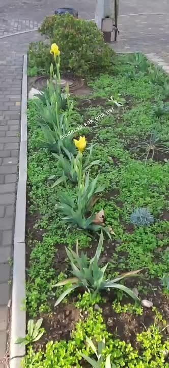 В Одессе в преддверии зимы наступила весна