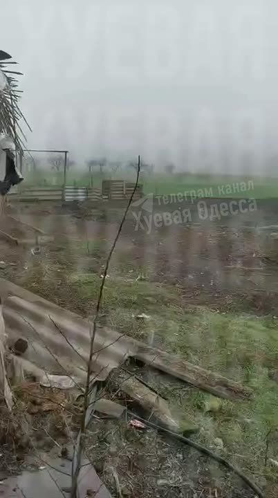 В Одесской области волки вышли к людям