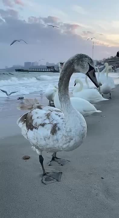 Немного красоты с одесского побережья