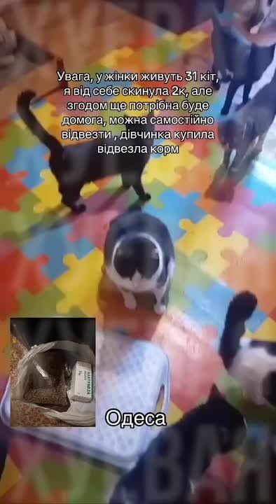 В Одессе у женщины в квартире живёт 31 кот