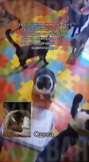 В Одессе у женщины в квартире живёт 31 кот