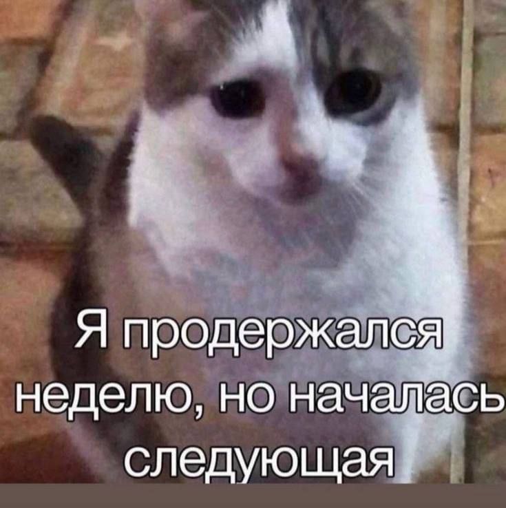 Доброй ночи, Одесса. Котик прав — мы продержались неделю, но началась следующая