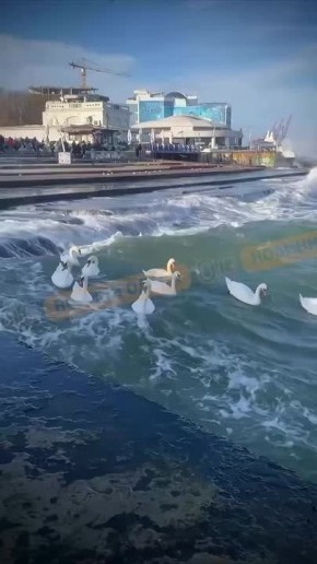 Чёрное море в Одессе устроили аттракцион для лебедей