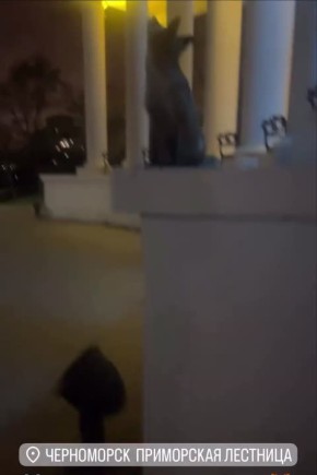 Лисёнка, гуляющего по городу, сняли в Черноморске