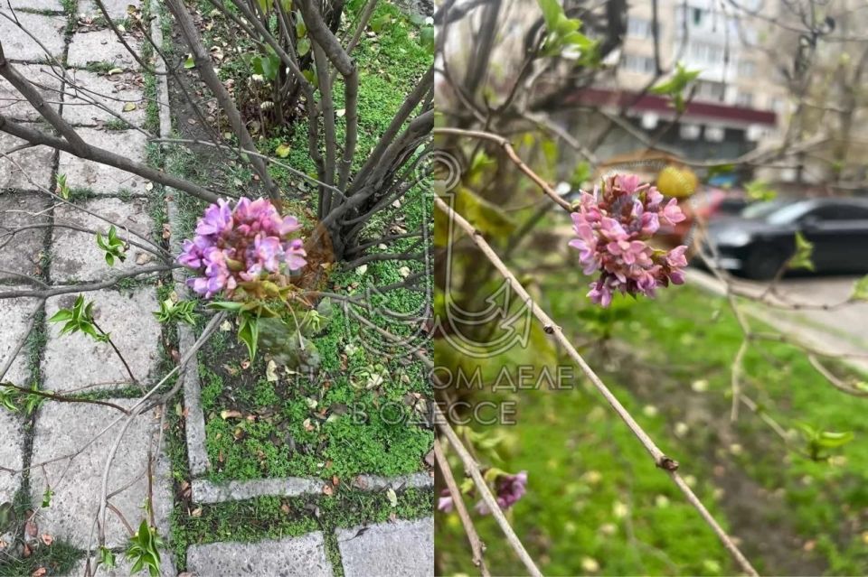 Одесская зима решила сделать нам подарок