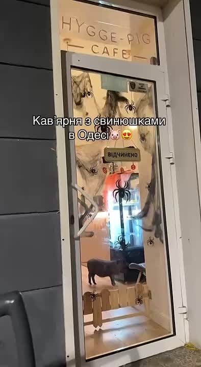 В Одессе можно выпить кофе в компании со свиньями