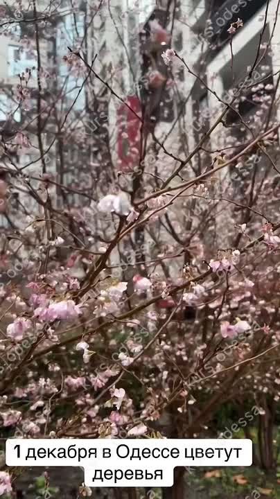 На улице декабрь, наряжают новогодние ёлки и цветут деревья