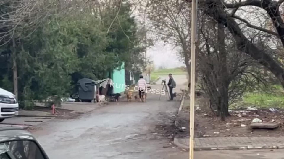 В Одесской области бездомные собаки покусали съёмочную группу, снимавшую бездомных собак