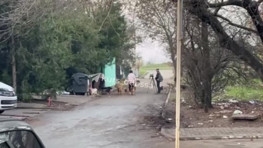 В Одесской области бездомные собаки покусали съёмочную группу, снимавшую бездомных собак