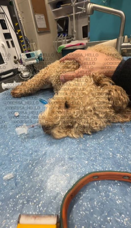 В Одессе бойцовская собака загрызла чихуахуа на глазах у хозяев В Одессе бойцовская собака загрызла чихуахуа на глазах у хозяев