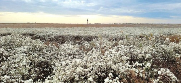 Побережье лиманов покрылось белым пухом в Одесской области