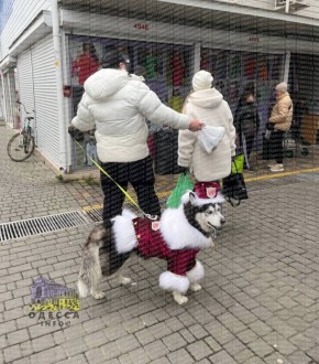 Новогоднего пса заметили на 7 км в Одессе