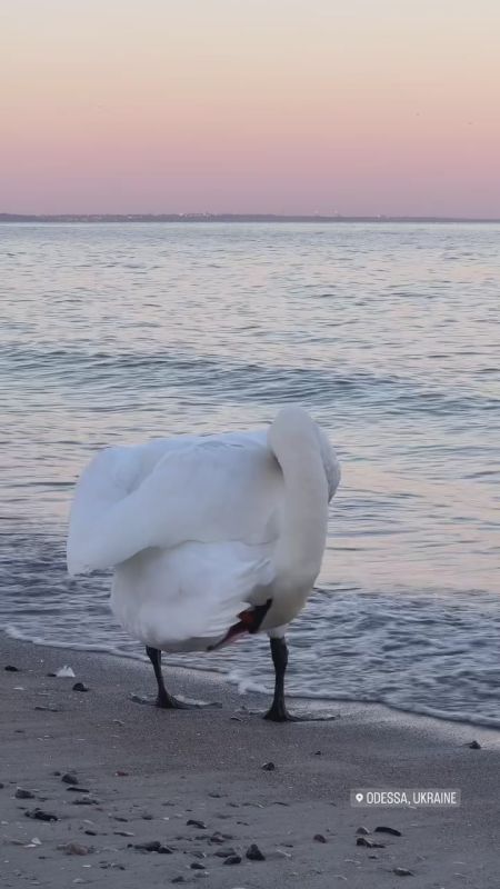 ������ ����, ������!. ������� �������, 11 �������, ��������