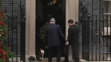 Коты — существа тонко чувствующие