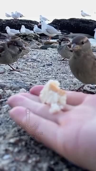 Одесса-мама, мирных снов. — Изя, слушай маму и привыкай соображать! Если тебе нравится Роза — терять время нельзя: женщины не молодеют, они становятся умнее