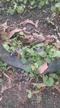 ���������� ������ ������������ � ������