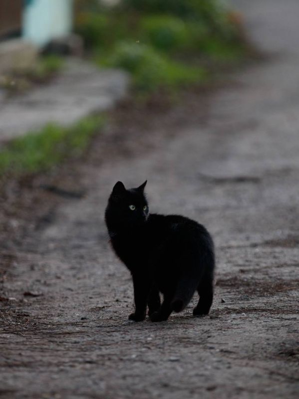 Одесских милых котиков в вашу вечернюю ленту!