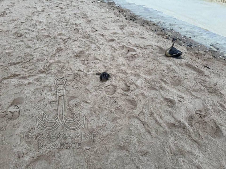 В море произошла утечка подсолнечного масла В море произошла утечка подсолнечного масла