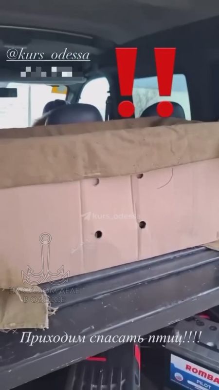 В море произошла утечка подсолнечного масла