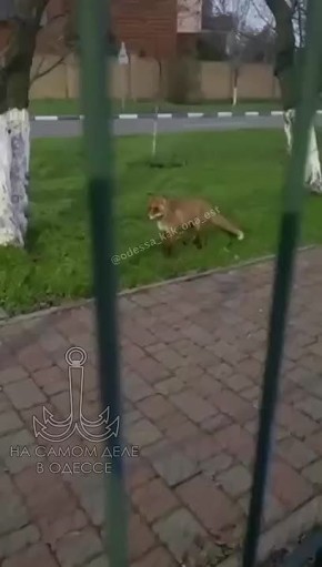 Лиса в Одессе — реальность, а не сказка