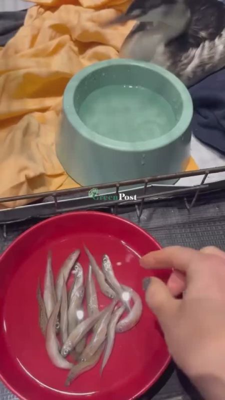 ��������� �������� ������ ������ ���� ���� �����