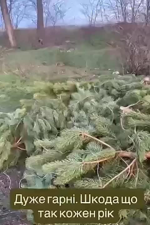 В Одессе появилось ёлочное кладбище