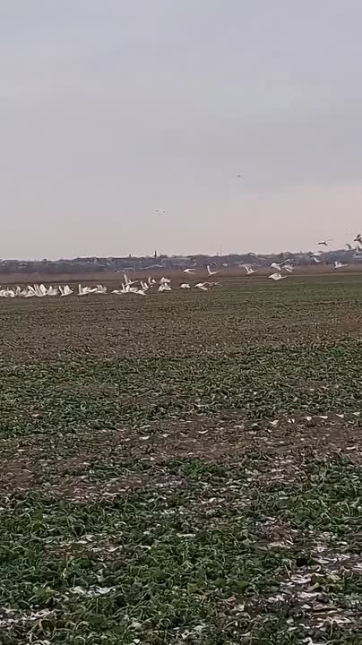 В Одесской области заметили лебедей, занесенных в Красную книгу