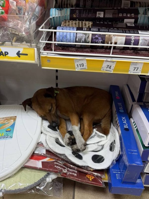 ������ ��� ���� � ������� ��������: ���������� ���� ������������� ������� � ������ ������� �������� ���������