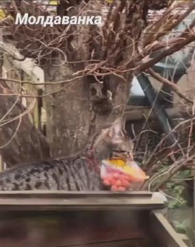 � ������ ����� ������ �������� �������