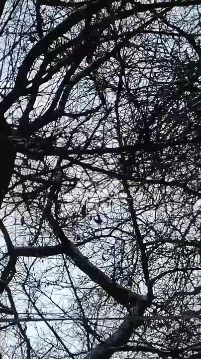 � ������ ����� ����������� ����