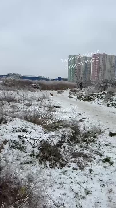 Лисичку засняли в зимней Одессе