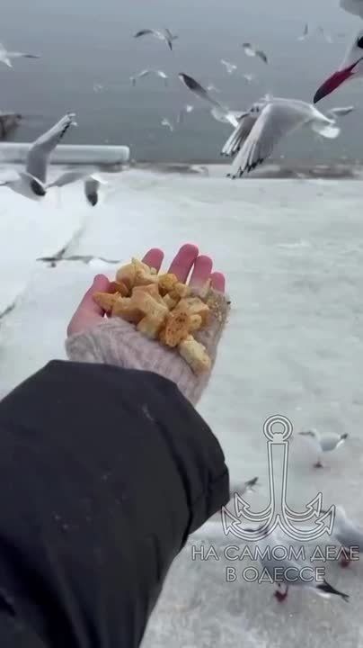 ������ ����, ������!. ������� �������, 23 ������