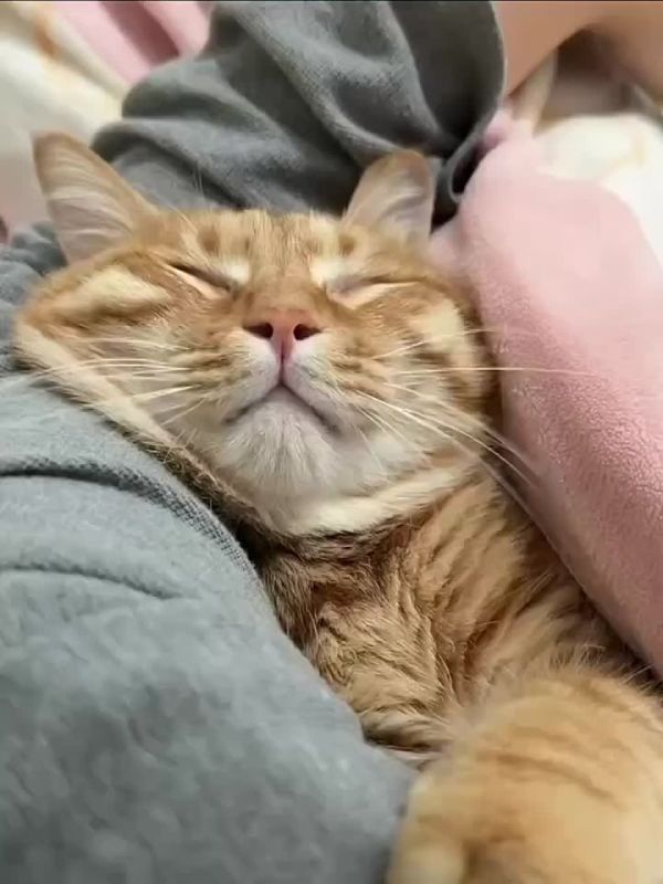 ������� �� ����� �������, ����� ����� ���� ����� ��� ��������� �������