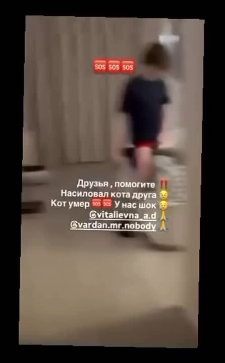 В Одессе подросток изнасиловал кота, снимая на видео — кот не выжил