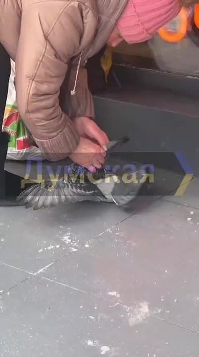 В Одессе женщина остановилась, чтобы помочь замёрзшему голубю при –7°C