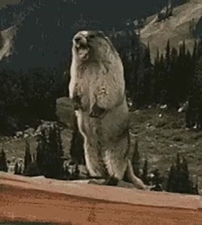 ������� � ���� �������� ���� �����