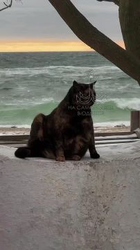 ������ ����, ������. ������� �������, 7 �������