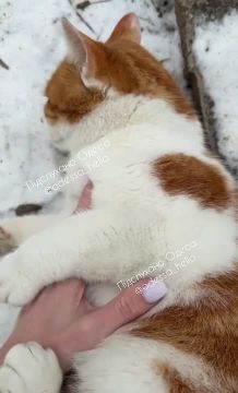 �������� ������ ���������� �������� ���� ��������