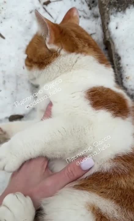 �������� ������ ���������� �������� ���� ��������