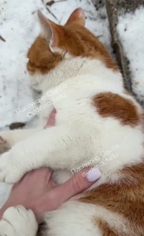 �������� ������ ���������� �������� ���� ��������