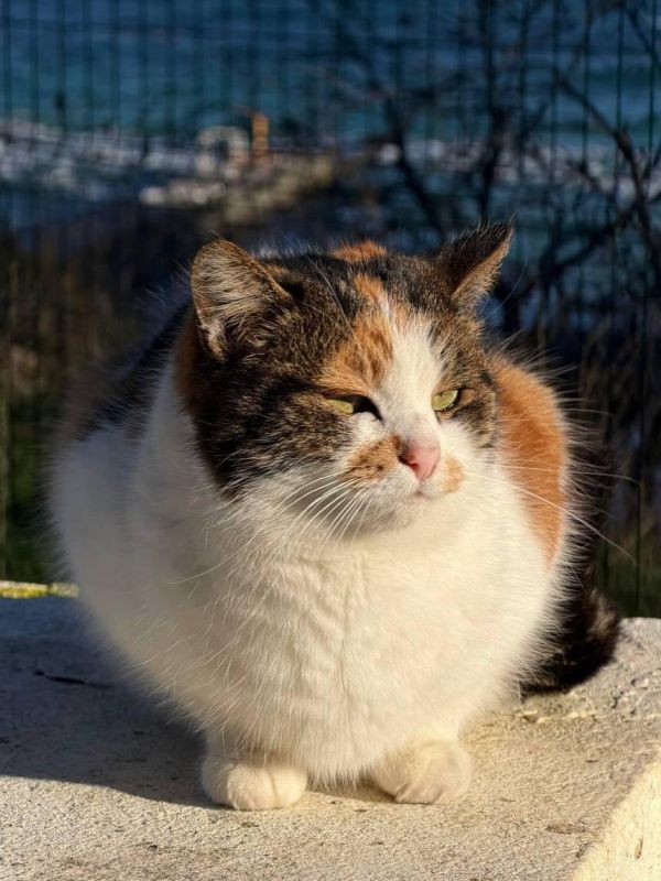 Сегодня отмечается День Домового Сегодня отмечается День Домового