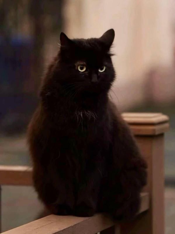 Сегодня отмечается День Домового Сегодня отмечается День Домового