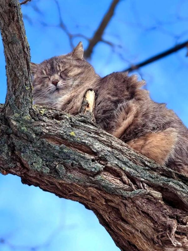 Сегодня отмечается День Домового Сегодня отмечается День Домового