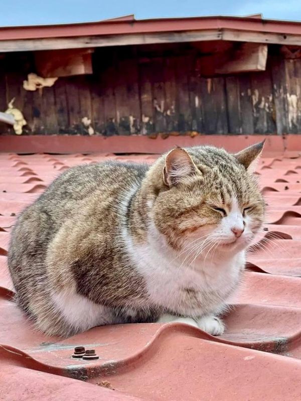 Сегодня отмечается День Домового Сегодня отмечается День Домового