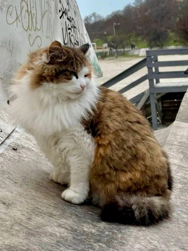 Сегодня отмечается День Домового