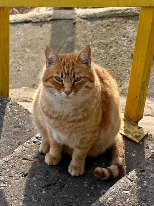 Сегодня отмечается День Домового Сегодня отмечается День Домового