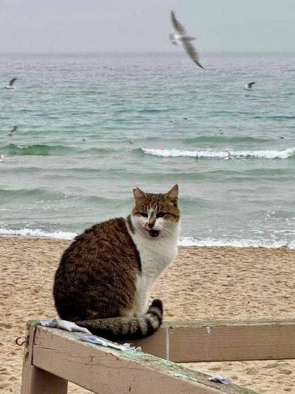 Сегодня отмечается День Домового Сегодня отмечается День Домового