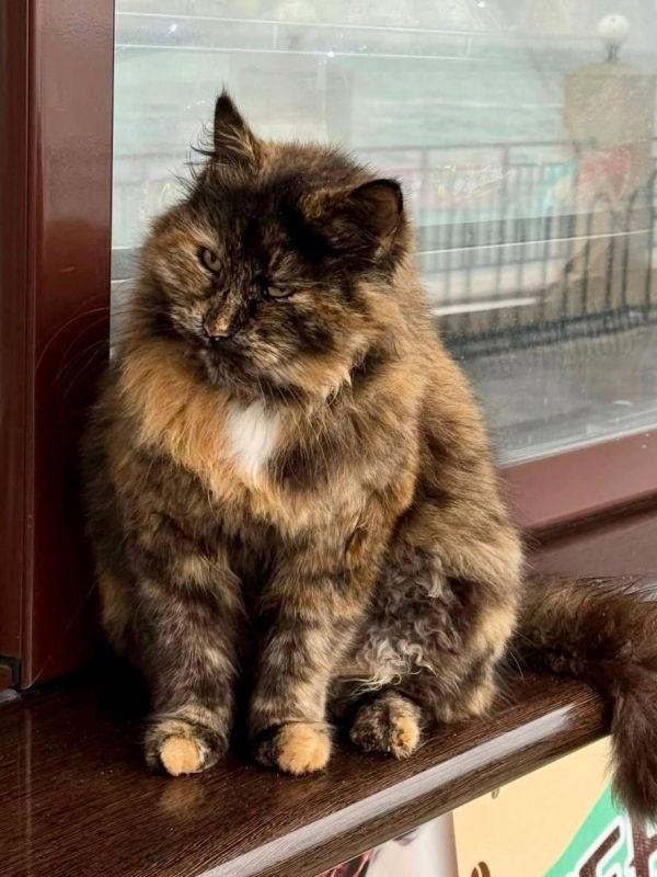 Сегодня отмечается День Домового Сегодня отмечается День Домового