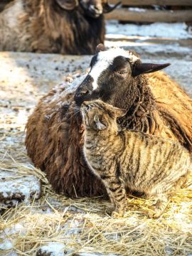 � �������� �������� ������� ����������� �������� ����� ����-2026�