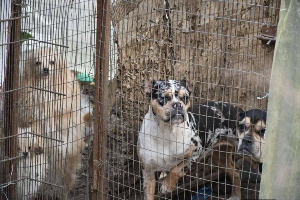 Кинологический клуб в Одесской области оказался живодёрней Кинологический клуб в Одесской области оказался живодёрней